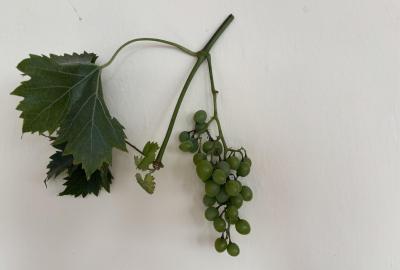 Vinobraní